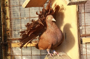 Выставка-ярмарка голубей в Сумах