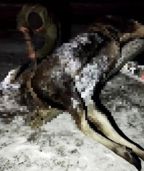 На Сумщине беременная самка лося погибла под колесами машины