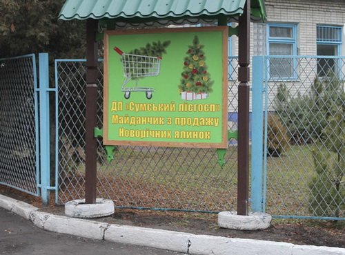 Где, какую и по чём купить в Сумах новогоднюю ёлку?